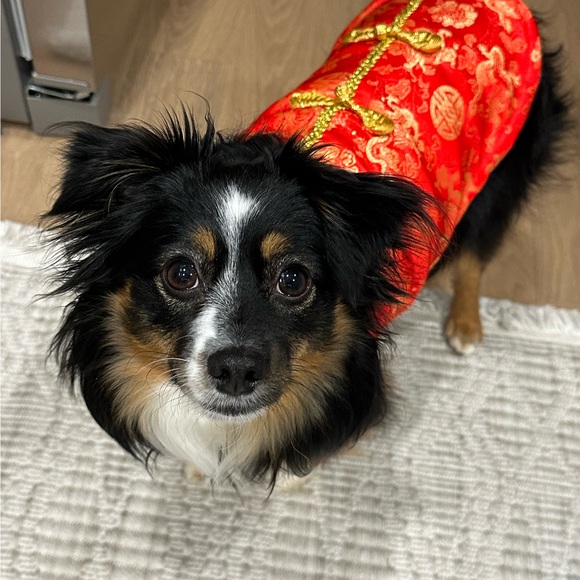 anniefox2